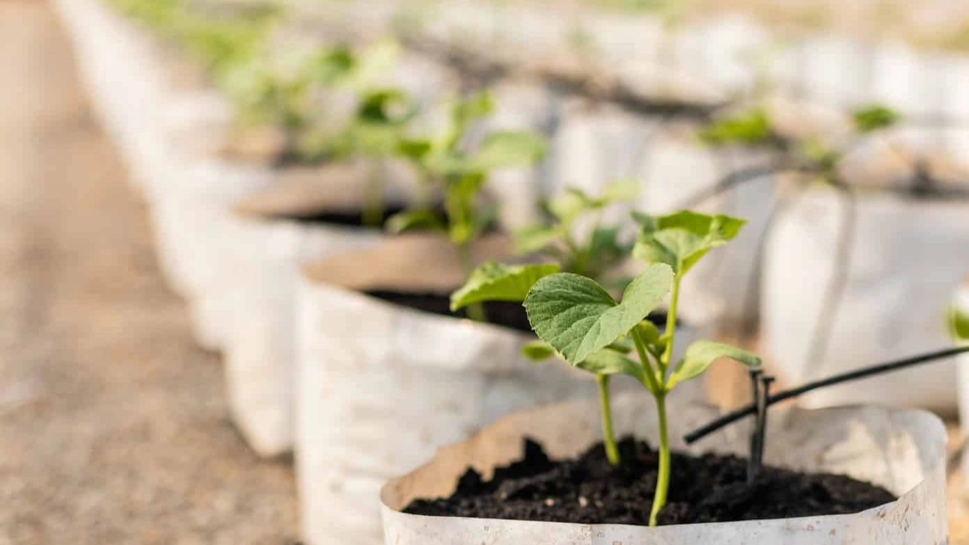 Features of a quality seedling bag