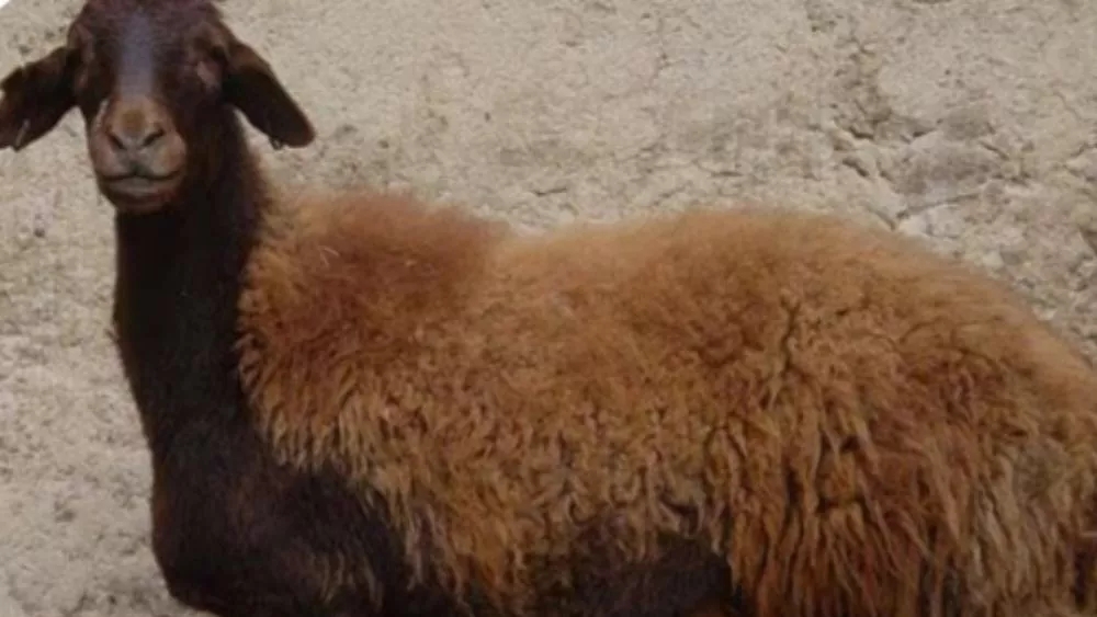 Live cattle and live sheep in Tehran and Karaj