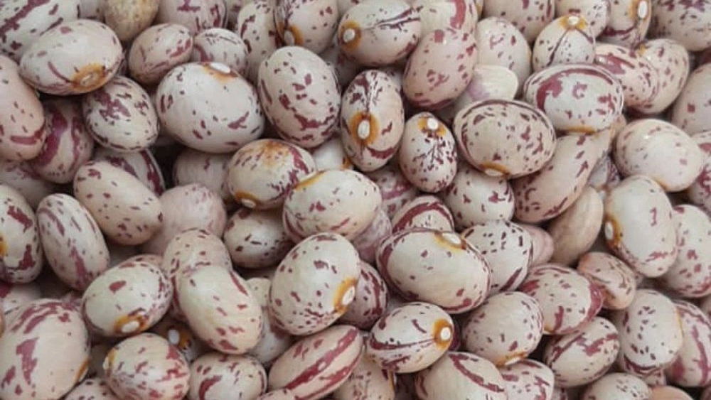 Ali Mohammadi Brothers Sorting, wholesale sale of Pakistani beans and rice in Arak