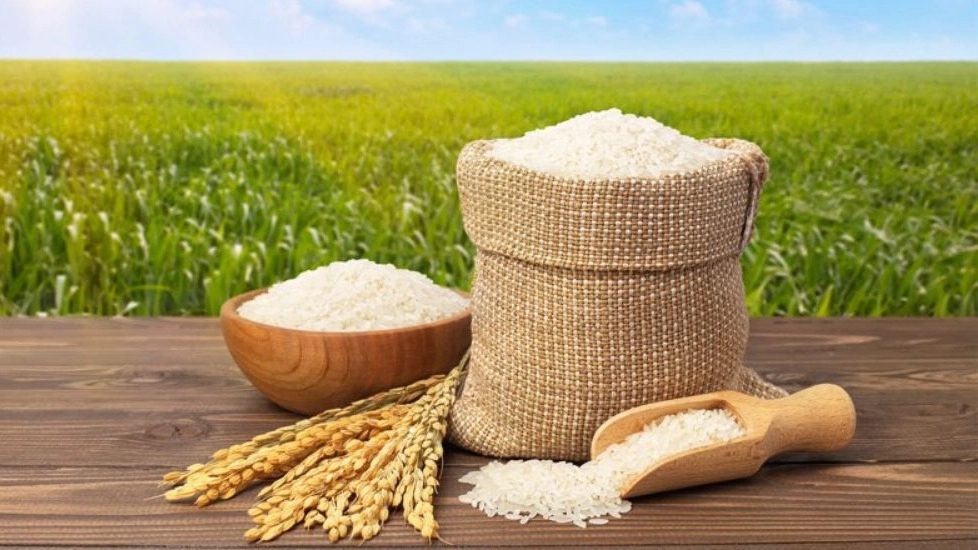 Getting to know the types of Iranian rice