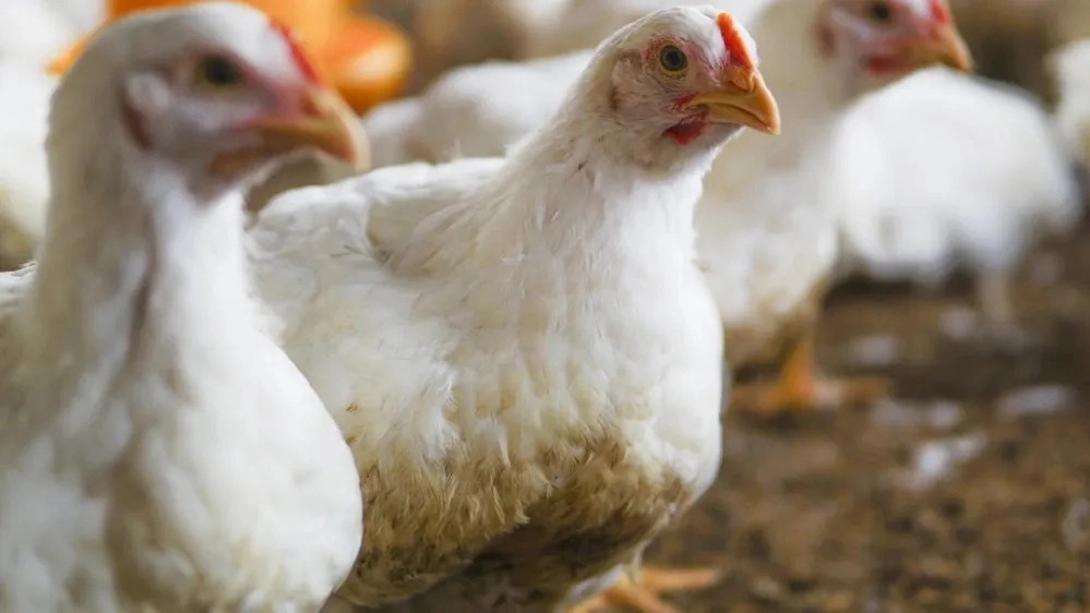 Review of the taste of Super Chicken organic chicken
