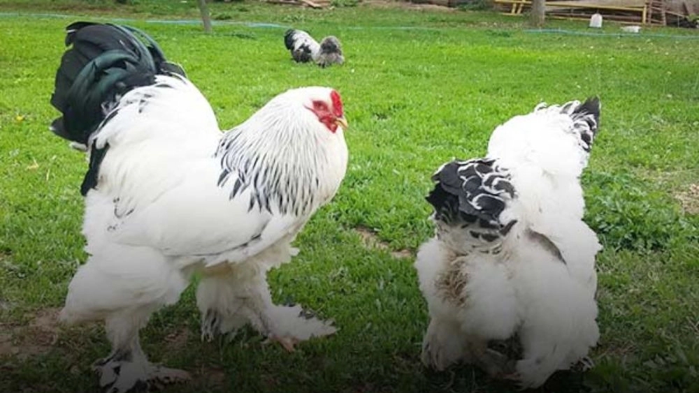 Milorum Ganji cream producer produces and supplies Milorum dry form in Rasht