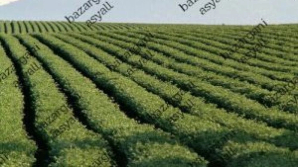 The best dry pea seeds + modified pea varieties
