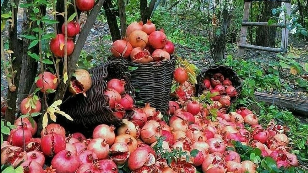 #Huraman, the season of #red rubies, the village of #Belber tourism destination
