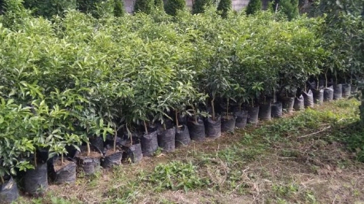 Green Nature Nursery, selling quality fruit seedlings