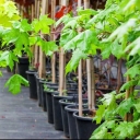 Shiraz Seedlings, producer of rare tropical and cold climate seedlings in Shiraz