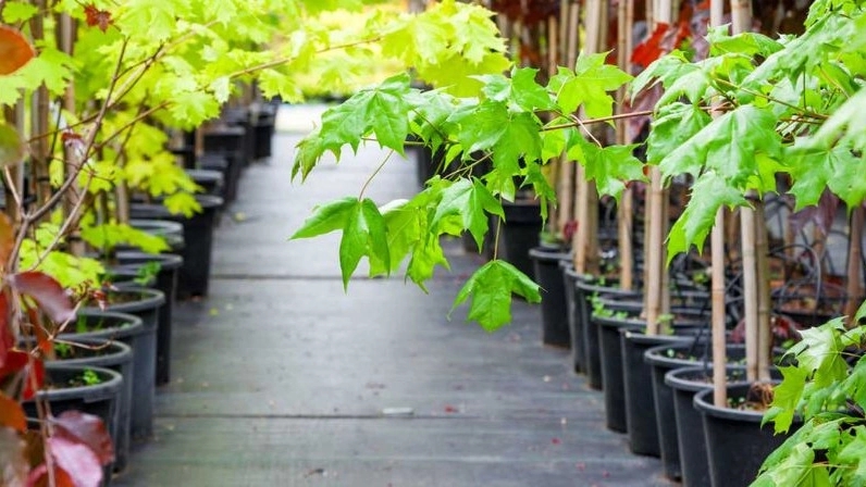 Shiraz Seedlings, producer of rare tropical and cold climate seedlings in Shiraz