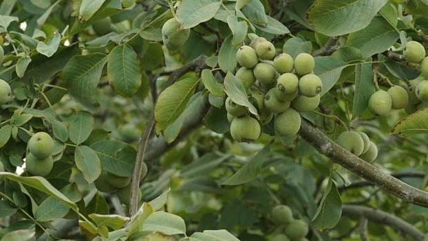 Shiraz seedlings, fruit seedlings in cold regions
