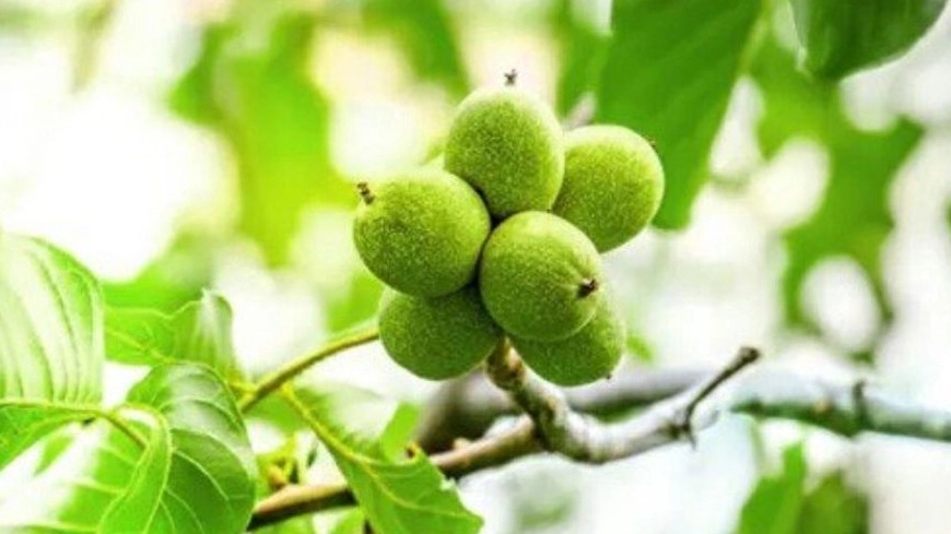 Sale and cultivation of Miandoab walnut seedlings