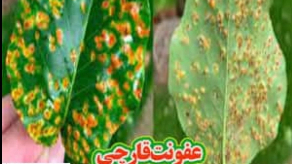 Fungicide of Parnian Roish Arya Company