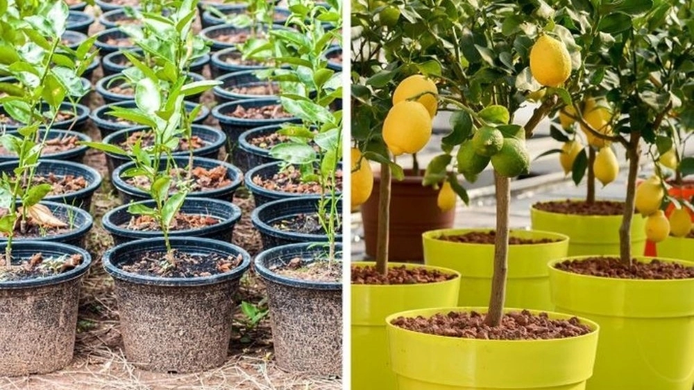 Types of seedlings