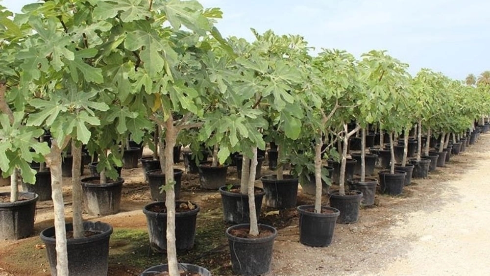 Kerami luxury nursery, production and sale of fruitful and non-fruitful seedlings in West Azarbaijan cash