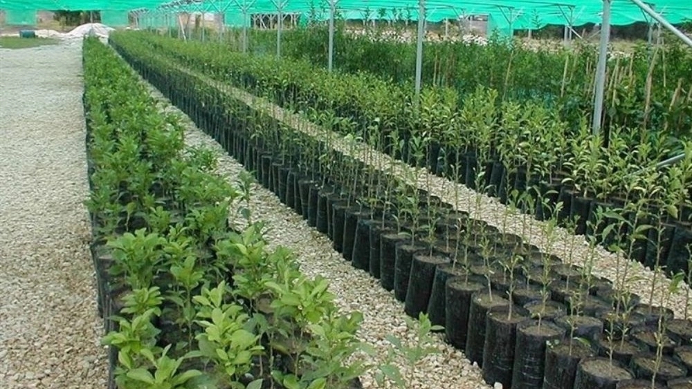 Buying all kinds of seedlings in cash in West Azerbaijan