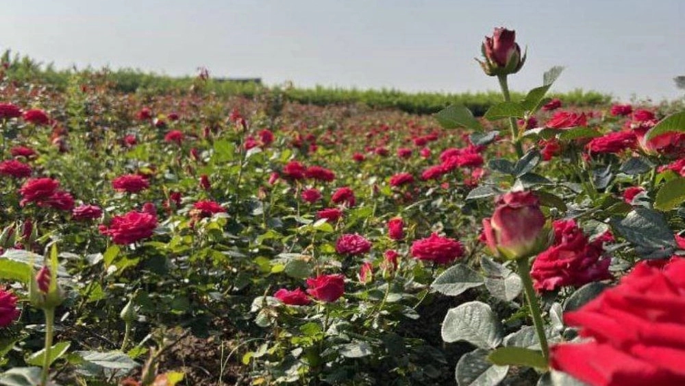 Dutch rose in Dezful