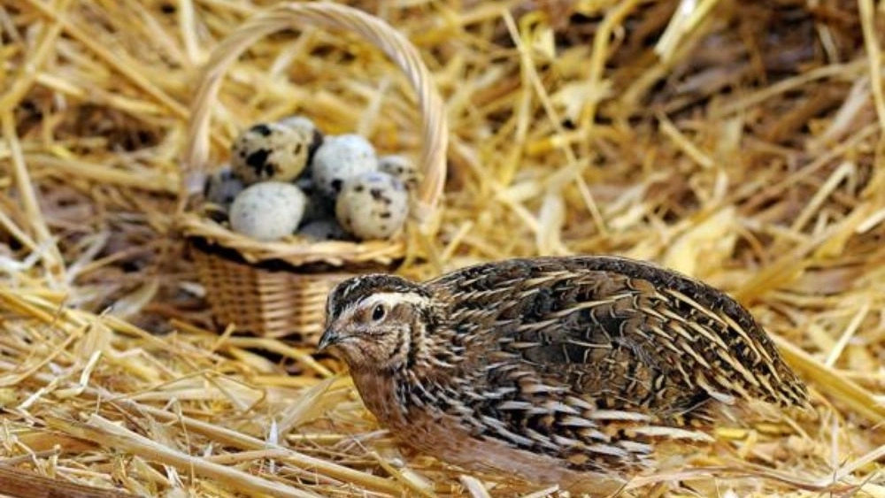 Golden Quail Education, Sale of Quail Eggs and Eggs in Isfahan