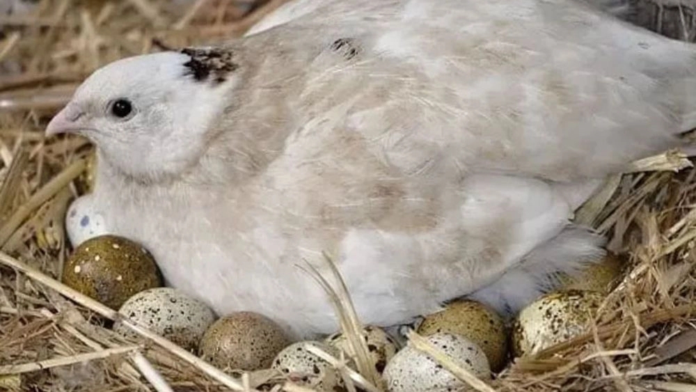 Quail breeding training in Isfahan