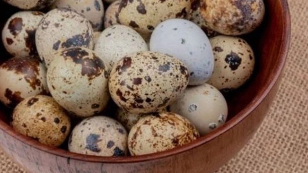 آموزش و پرورش بلدرچین طلایی، فروش گوشت و تخم نطفه دار بلدرچین در اصفهان