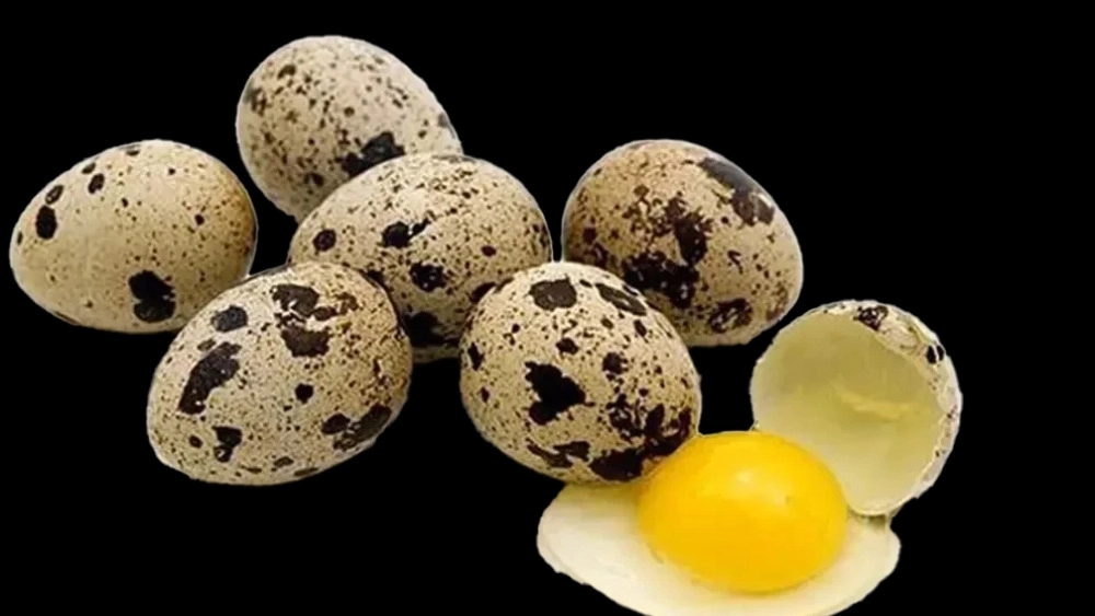 Price of Quail Eggs in Isfahan