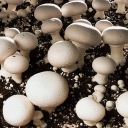 Mushirgari Mushroom Village, Breeding and Sale of Button Mushroom in Tehran