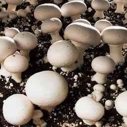 Grand Mushroom Village