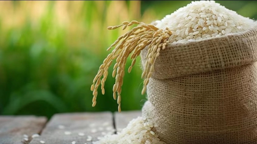 Hashemi's rice production in Talesh Gilan