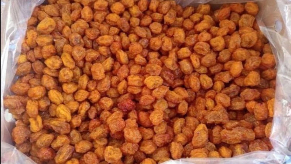 Zarrin Plain Trading وإنتاج ومبيعات Plum Plum و Barberry في Neyshabur