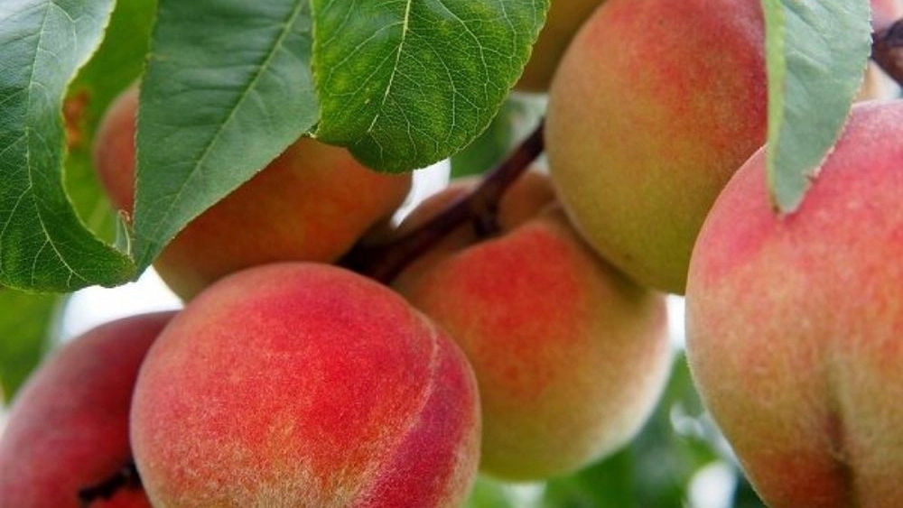 Peaches of Maple Mountain, Providing Peaches in Golestan