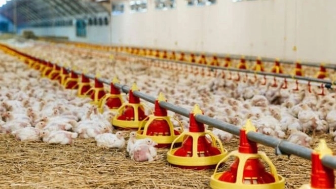 Parsian Poultry, Production and Sale of Poultry Poultry Equipment in Tehran