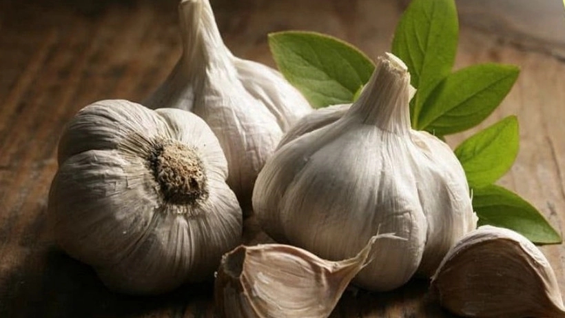 Kara Garlic, Provider of Dry Garlic in Hamadan