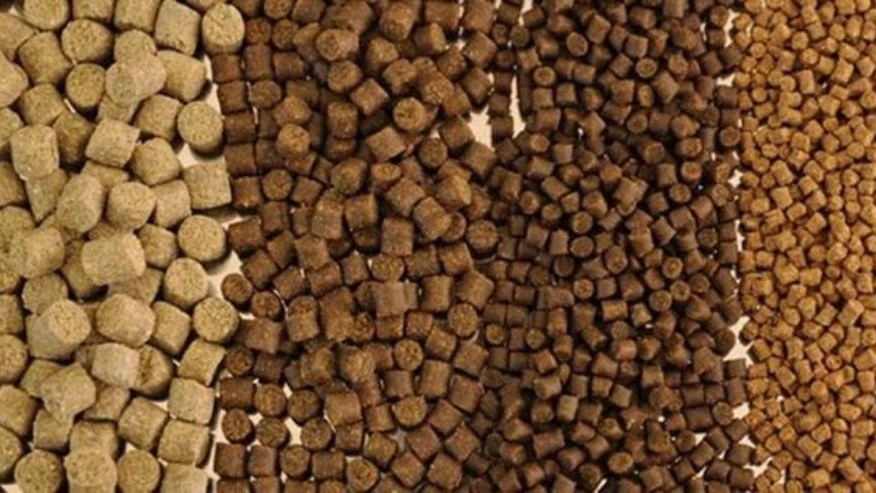Food Food, Sapa Fish, aquatic and Pet Food Manufacturer in Shahrekord