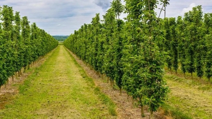 Internet ordering fruit seedlings by fast sending