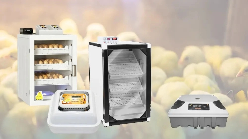 Top Industry Company, Sale of Poultry Equipment in Qazvin