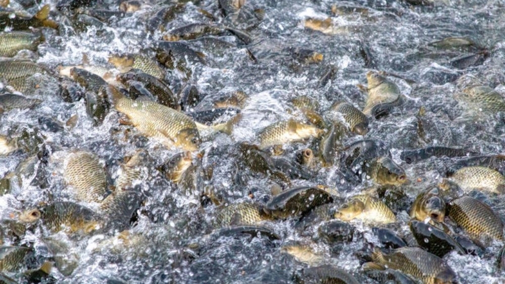 Ayat fish farming, sale of salmon and baby fish in Isfahan