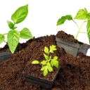 Dambery Shop, Sale of Garden Garden and Fertilizer and Sand Sand in Tehran