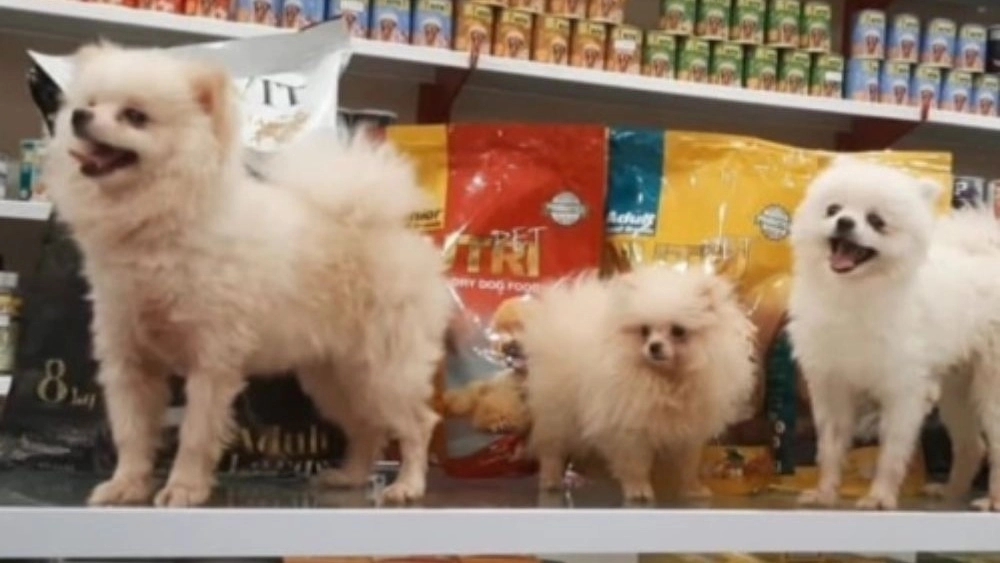 Aban veterinary pharmacy, selling medicines for aquatic animals, poultry and pets in Sabzevar