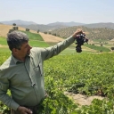 The leading grape growers of the West, sale of grape seedlings in Marivan, Kurdistan