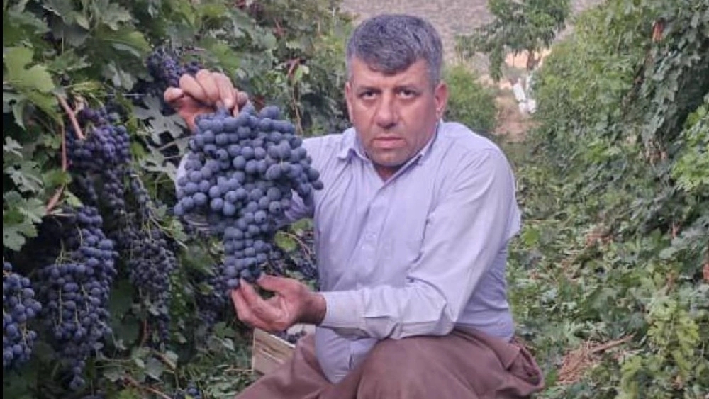 The leading grape growers of the West, sale of grape seedlings in Marivan, Kurdistan