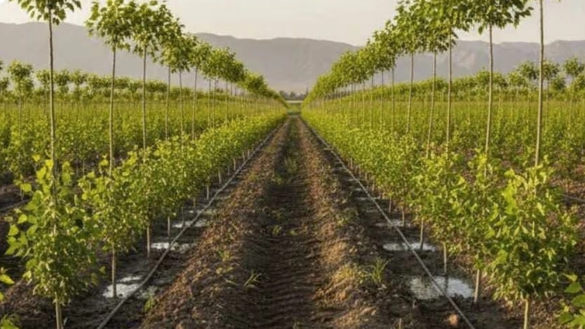 Sabz Sharifi's hard-working nursery is a reference for producing standard seedlings in Tabriz