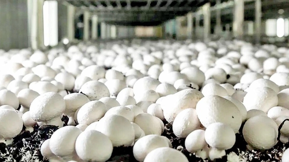 Growing Hosseini mushrooms, producing and selling all kinds of mushrooms in Babolsar