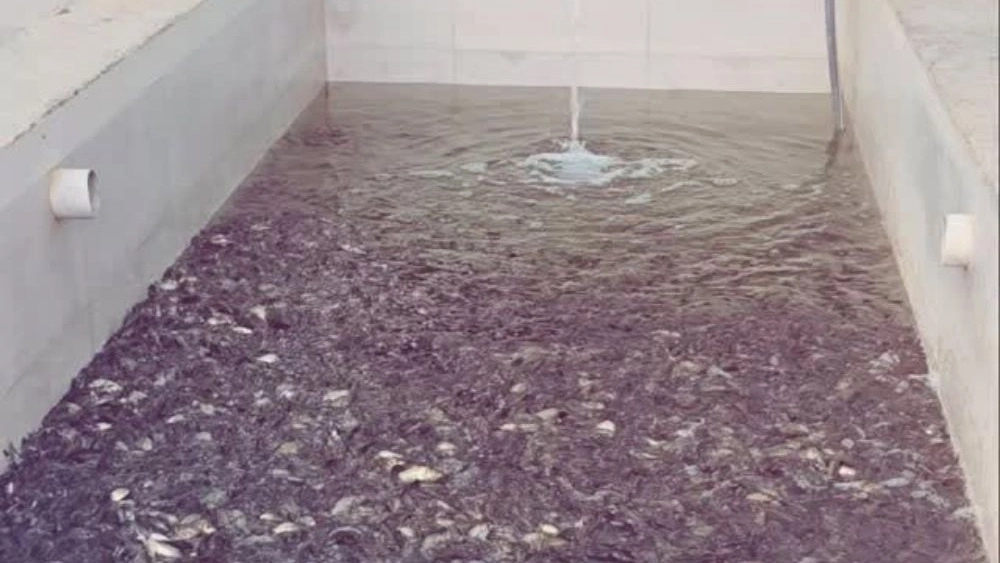 Mousavi fish pool, production and sale of tropical fish in Dezful