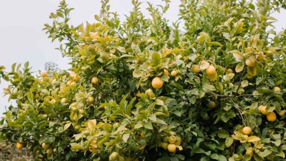 Valuable nursery, production and sale of citrus and black tree seedlings in Jahrom