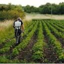 Irrigation agricultural services, implementation of plowing, spraying and demarcation services in Maragheh