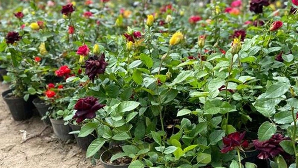 Buy Dutch roses in Dezful Khuzestan, two-color rose, Avalanche and Sultani rose