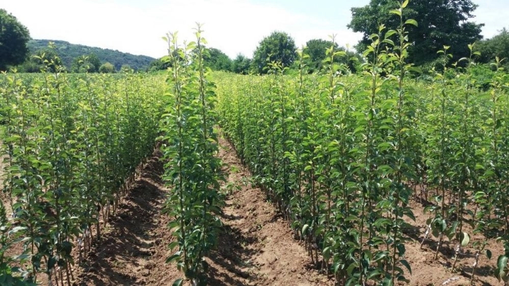 Getting to know the types of grafting of fruit trees