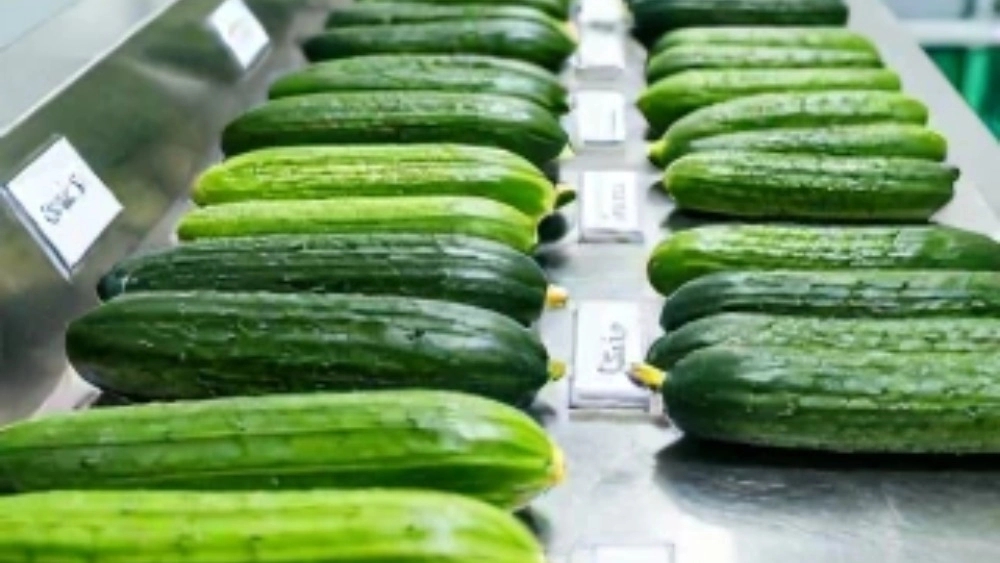Checking the price of cucumber grading machine in Tehran + buying tips