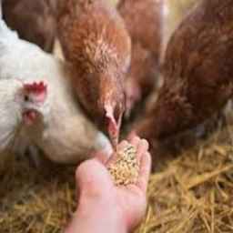 Said animal and poultry feed store