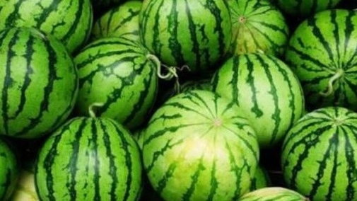 Export of original and quality Iranian watermelon; A treasure trove of unique properties for global markets