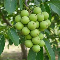 Royal Walnut Nursery