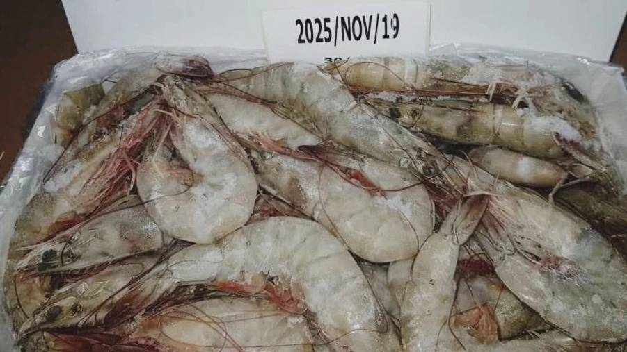 Exporting fresh and quality shrimp; Davanam food industry