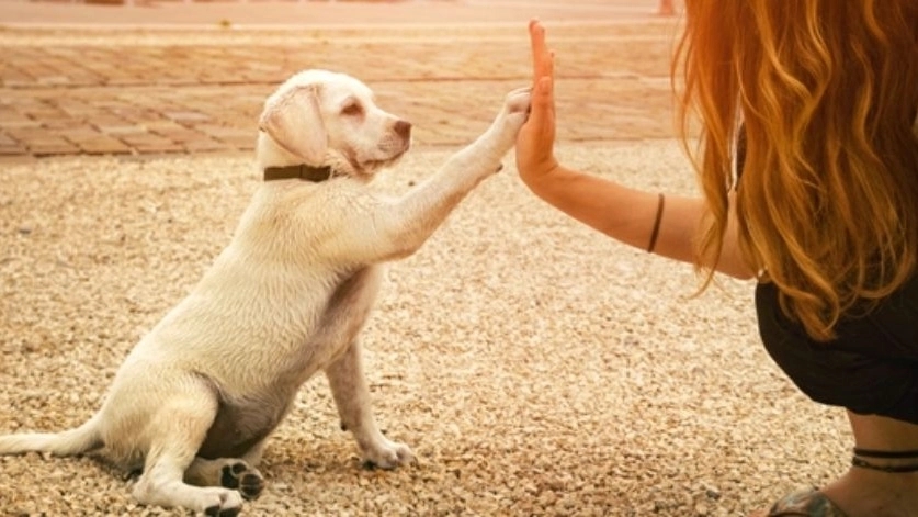 Dog lovers guesthouse, dog trainer and behaviorist in Yazd